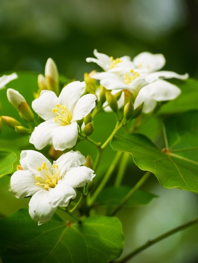 Anne-Marie STRYPSTEIN