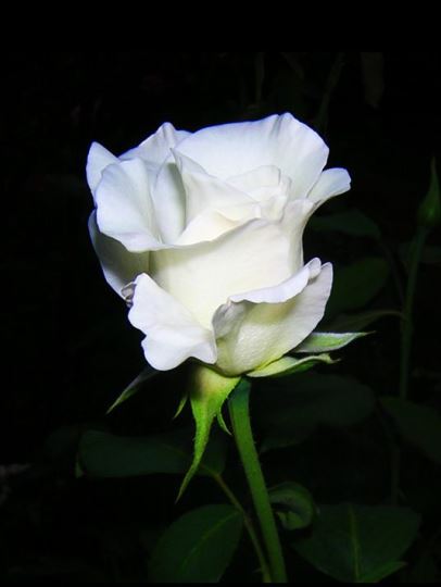Lydie VERSCHEURE