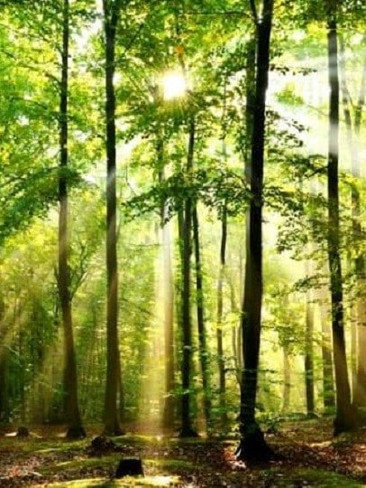 Antoinette DEN DOOVEN